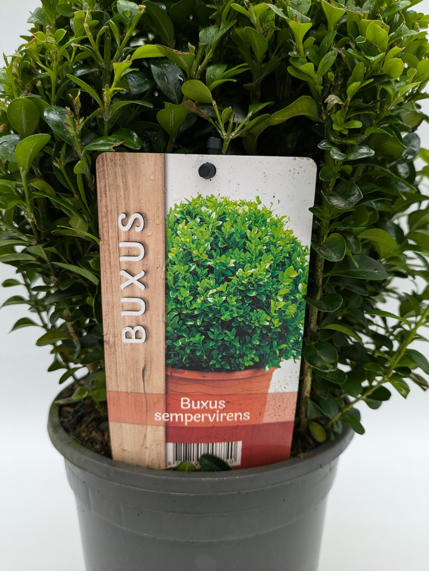 2 L Buxus Sempervirens Ball