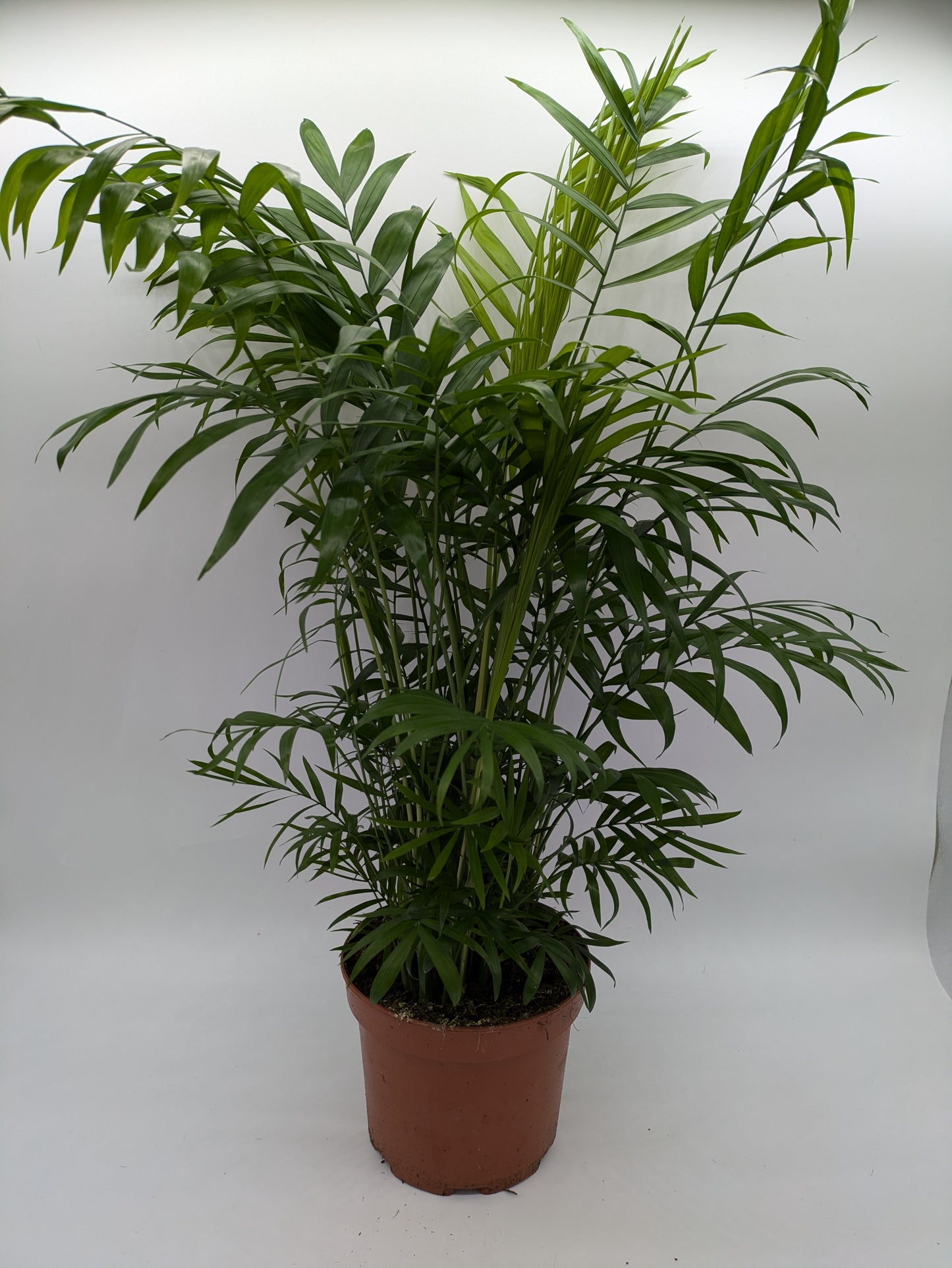 Chamaedorea Elegans | Parlour Palm