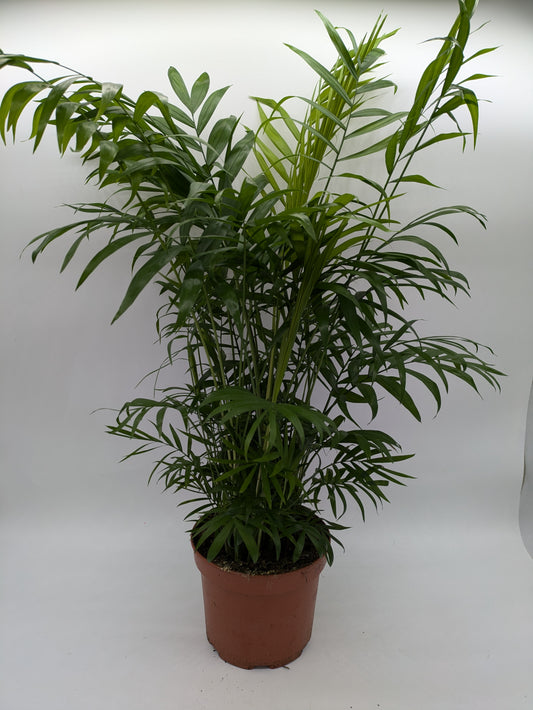 Chamaedorea Elegans | Parlour Palm