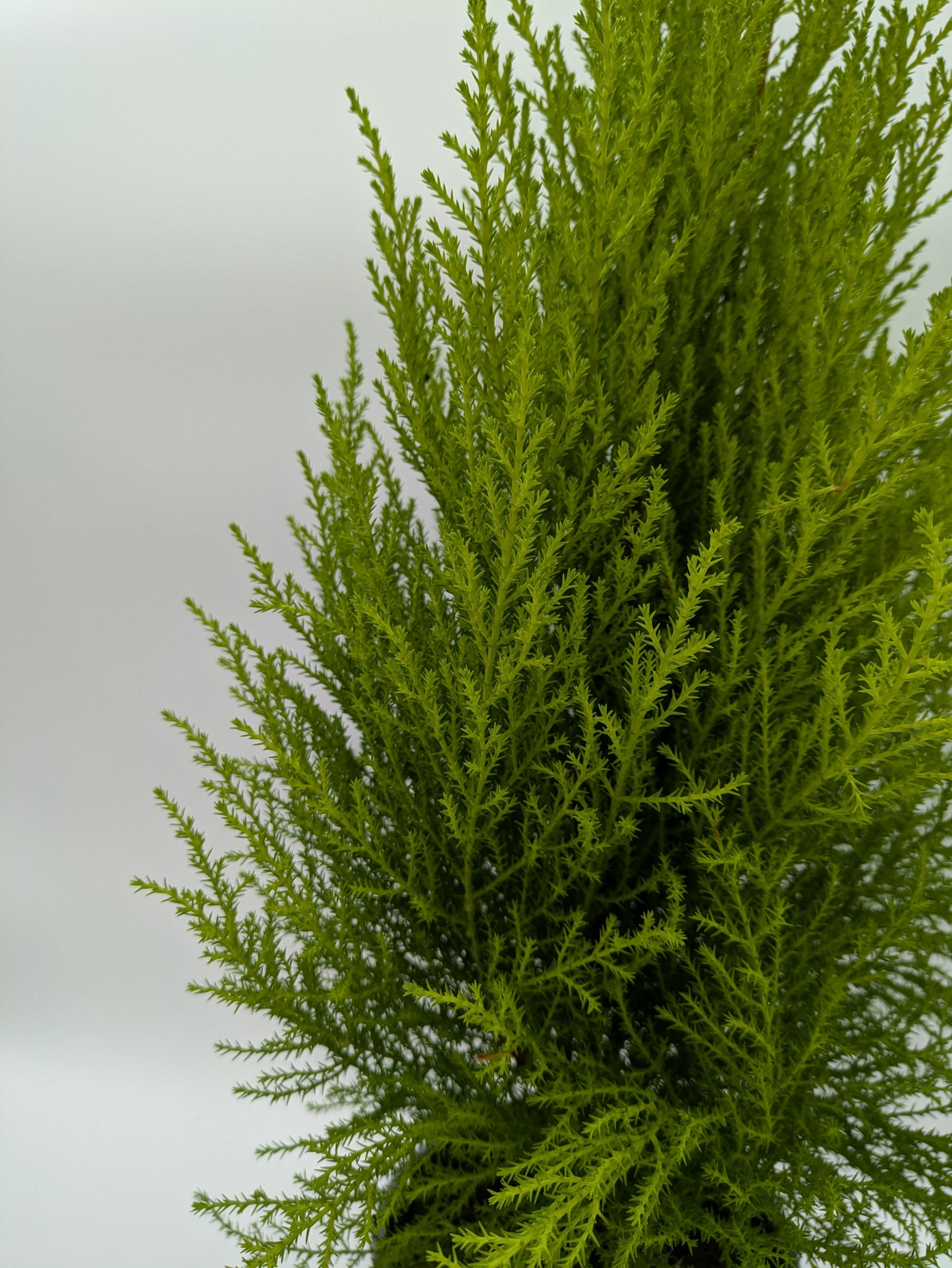 Cupressus Wilma Cypress