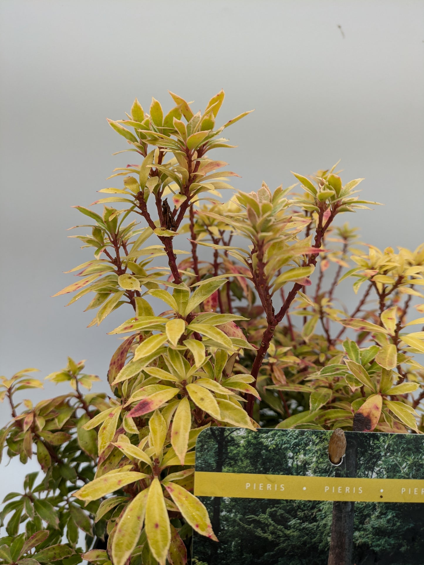 5L XL Pieris Little Goldy
