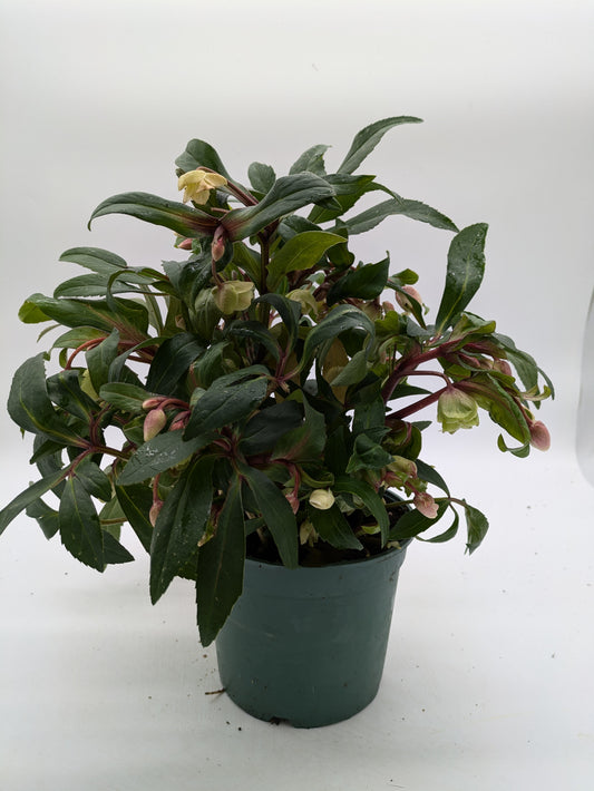 Hellebore Winterbells | 3 L Pot