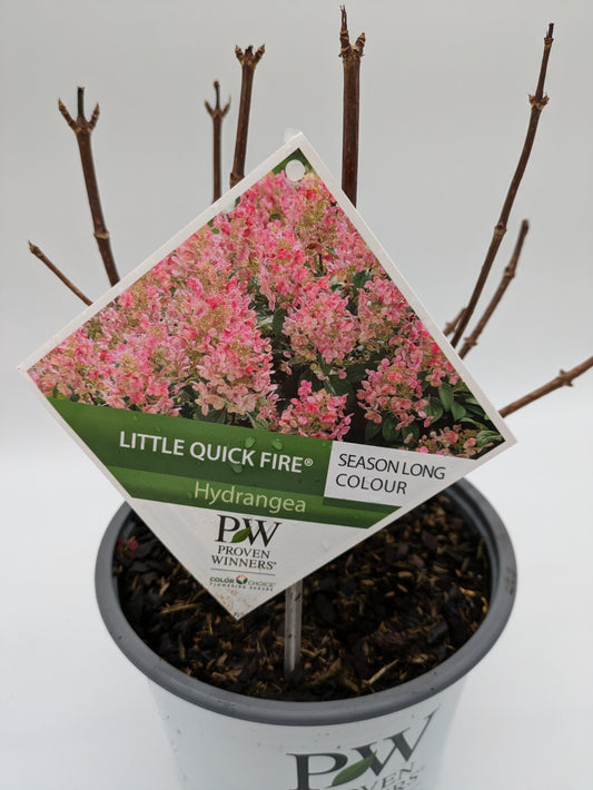 3 L Hydrangea Paniculata Little Quick Fire