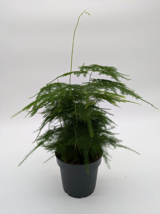 Asparagus Plumosus