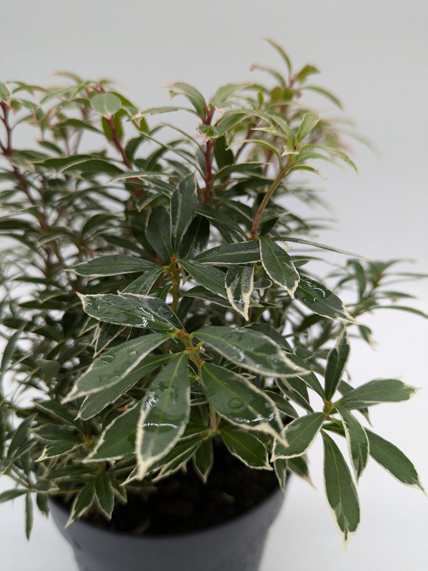 Pieris Little Heath