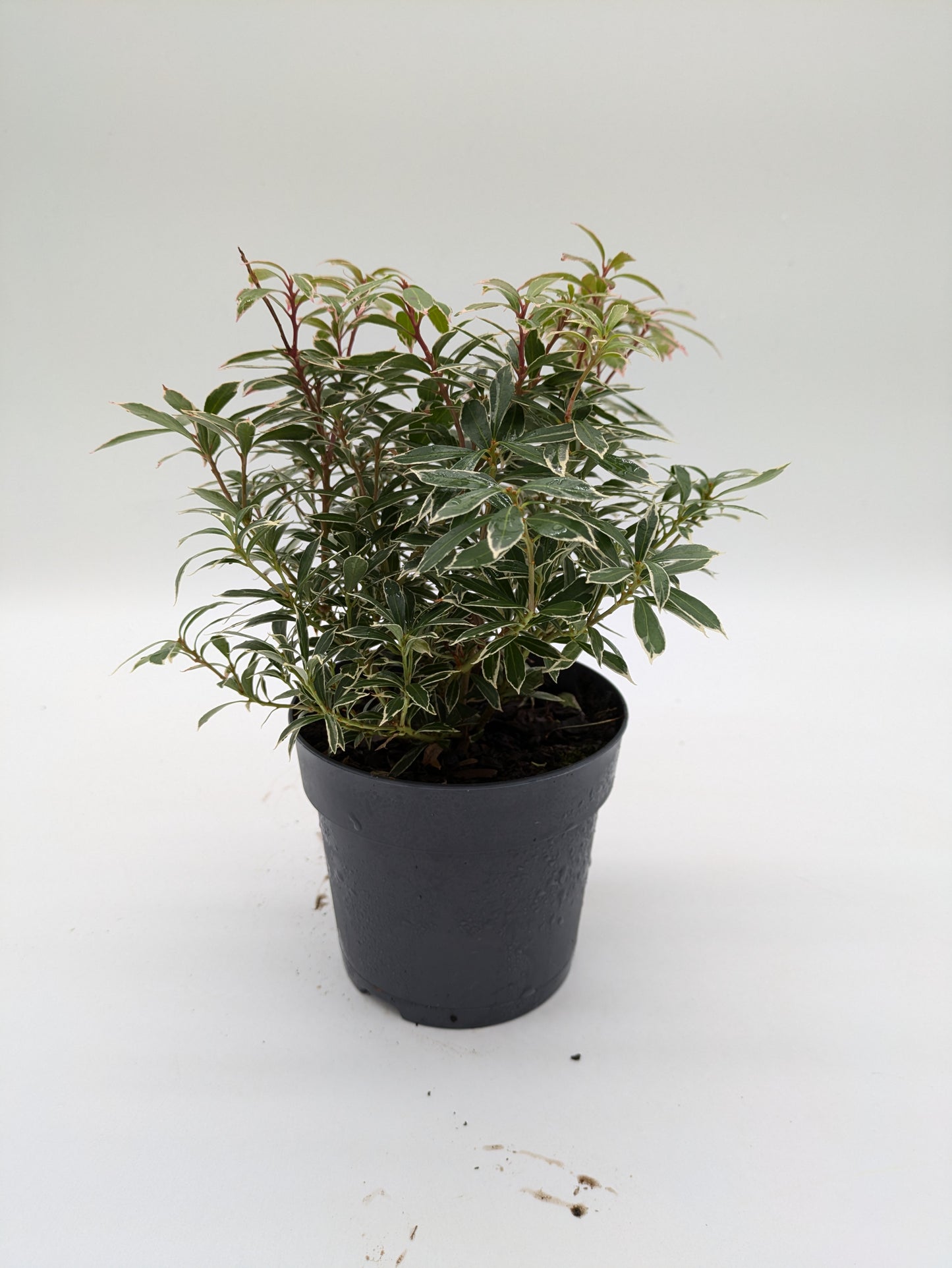 Pieris Little Heath