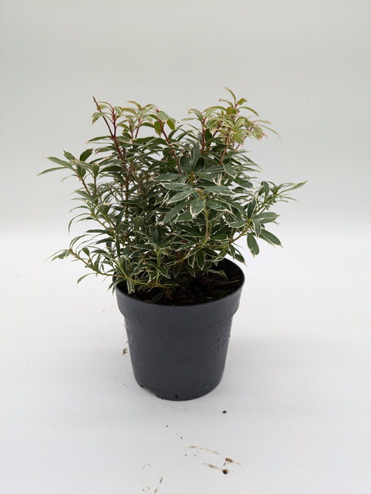 Pieris Little Heath