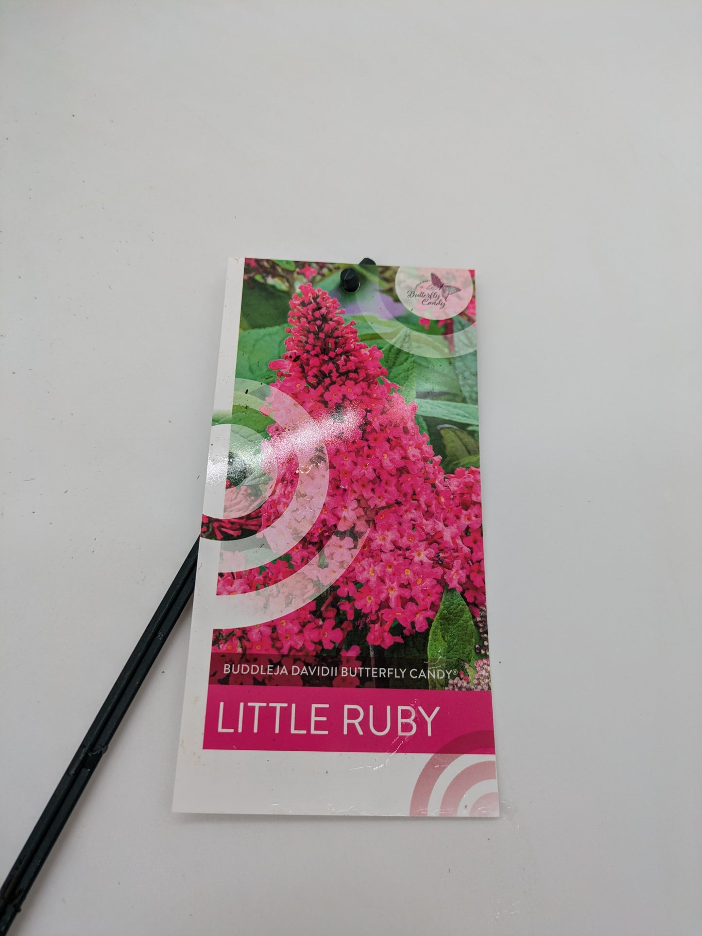 3 L Buddleia