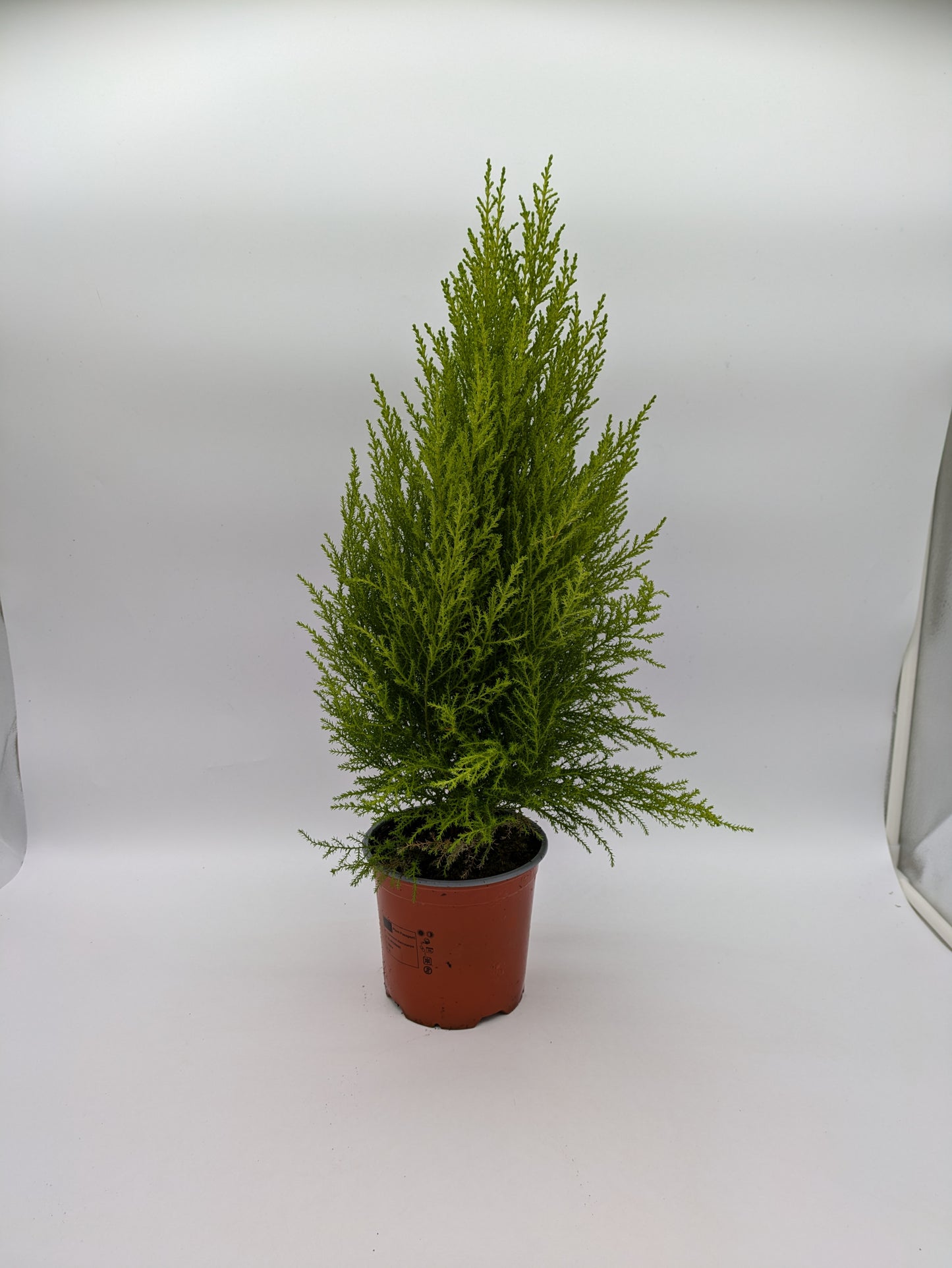 Cupressus Wilma Cypress