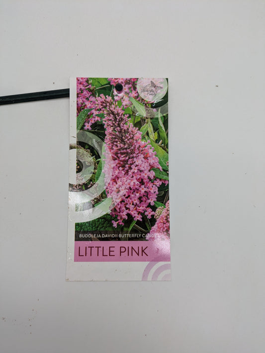 3 L Buddleia