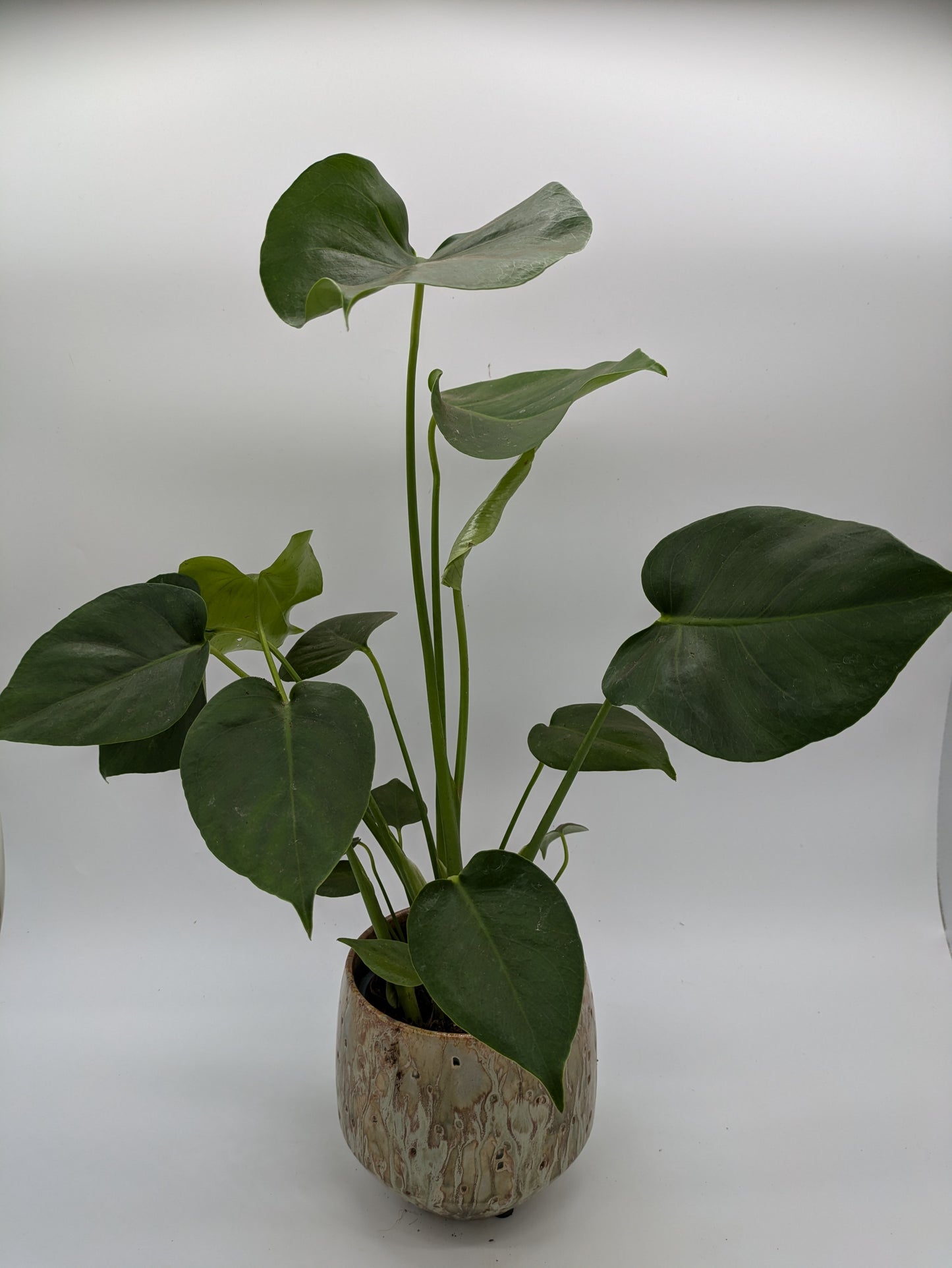 Monstera Deliciosa