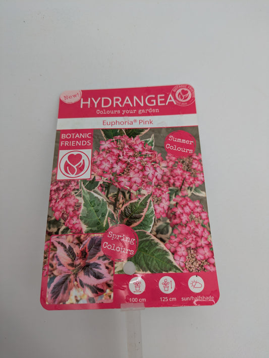 3 L Hydrangea Euphoria Pink