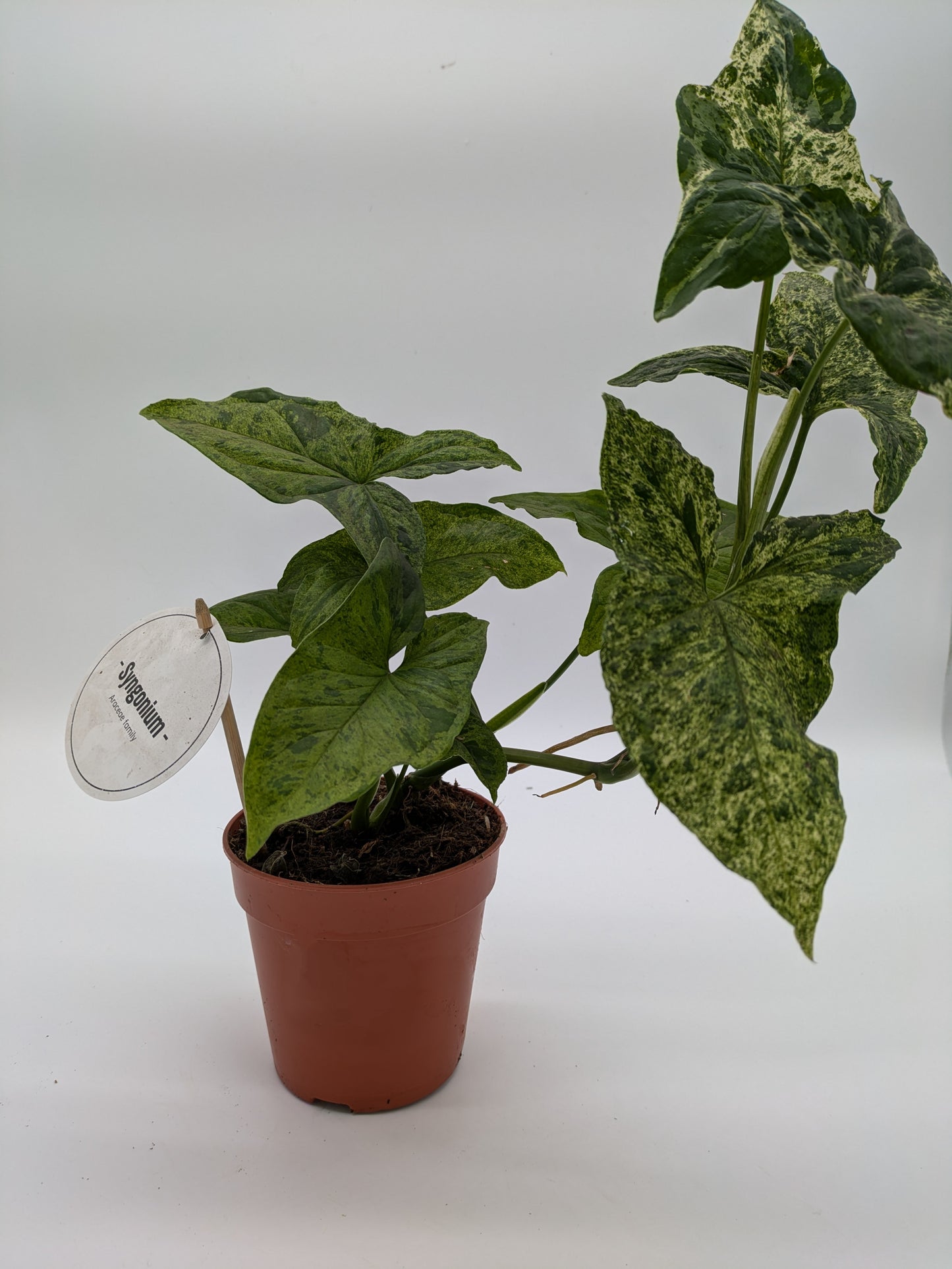 Syngonium Mottled