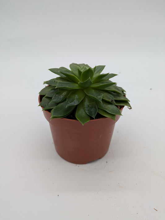 Echeveria