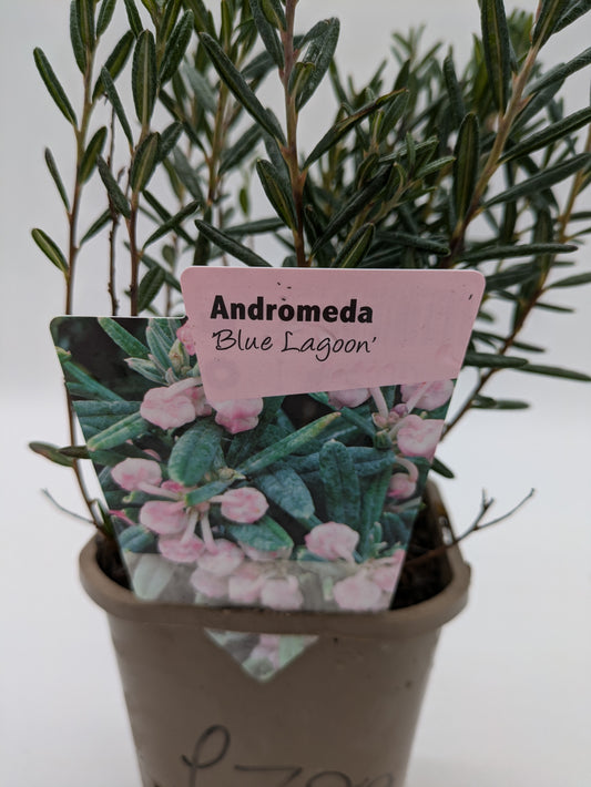 Andromeda 1 L Pot