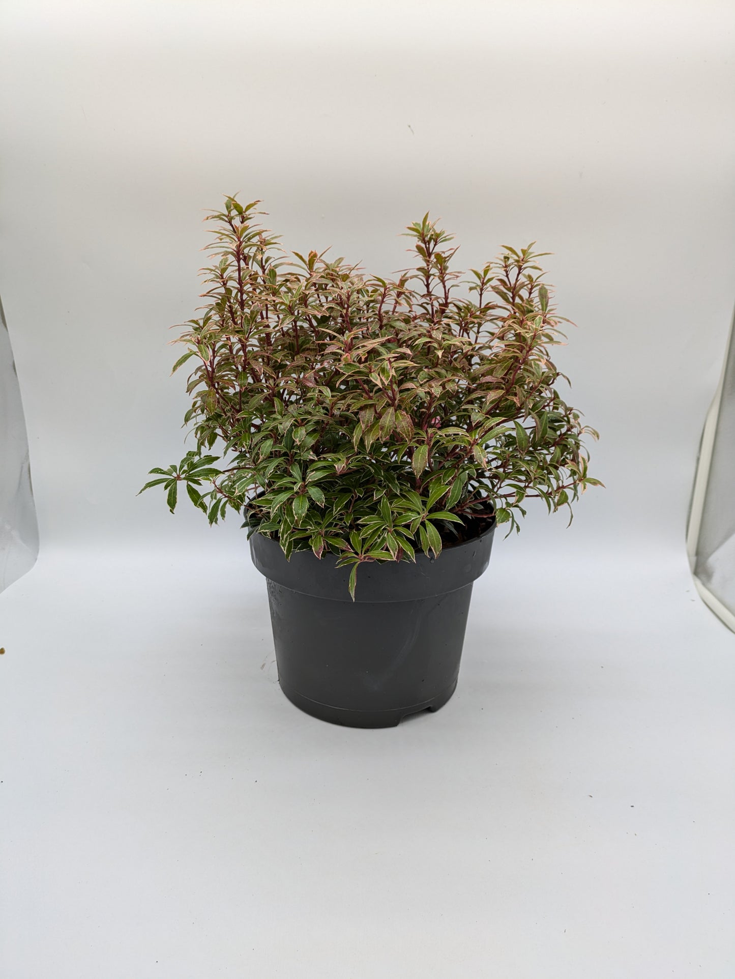 5 L XL Pieris Little Heath