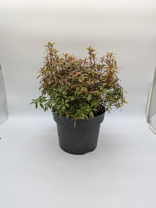 5 L XL Pieris Little Heath