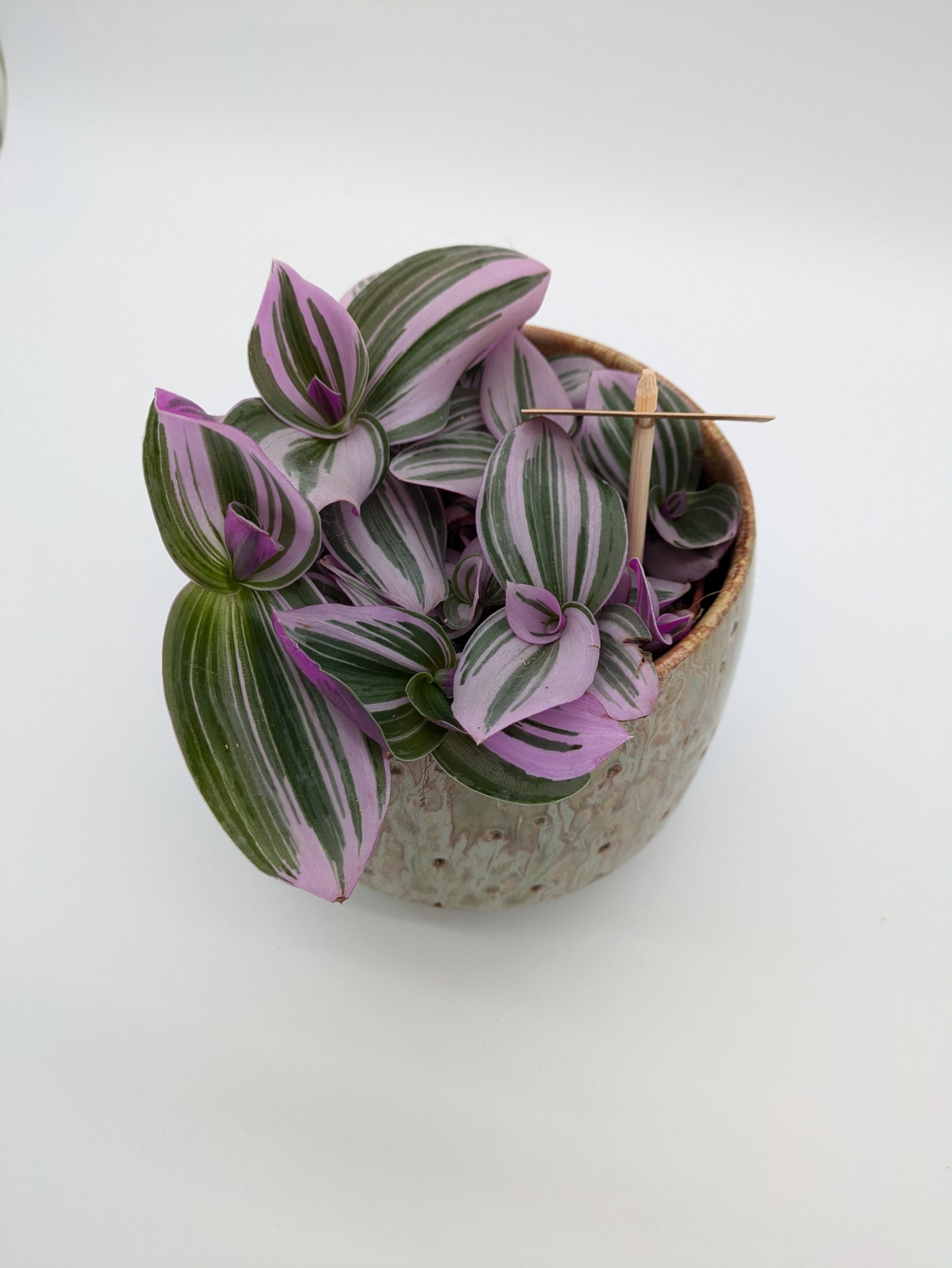 Tradescantia Nanouk | 12 cm pot