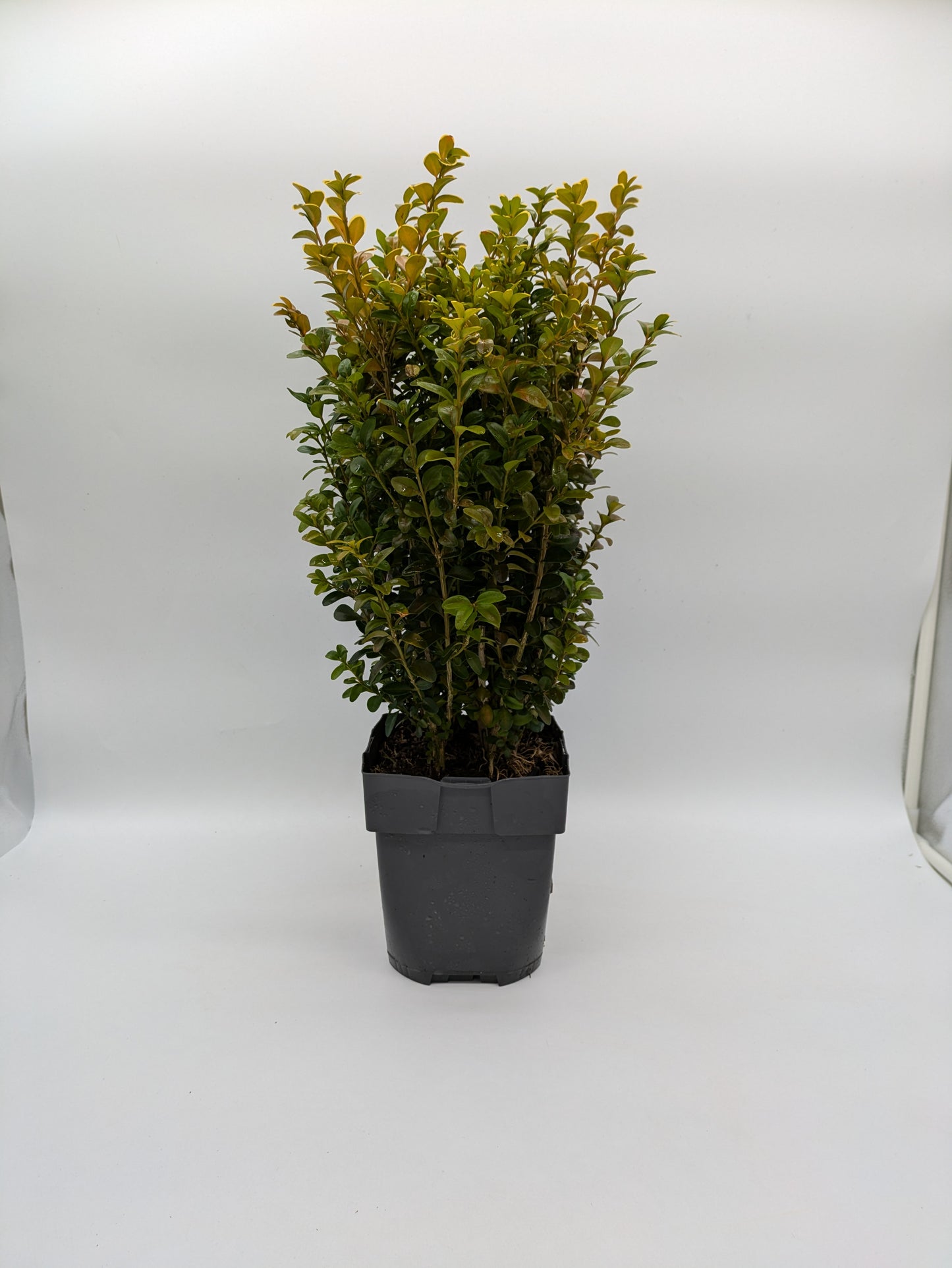 2L Buxus Sempervirens