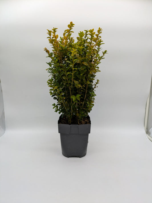 2L Buxus Sempervirens