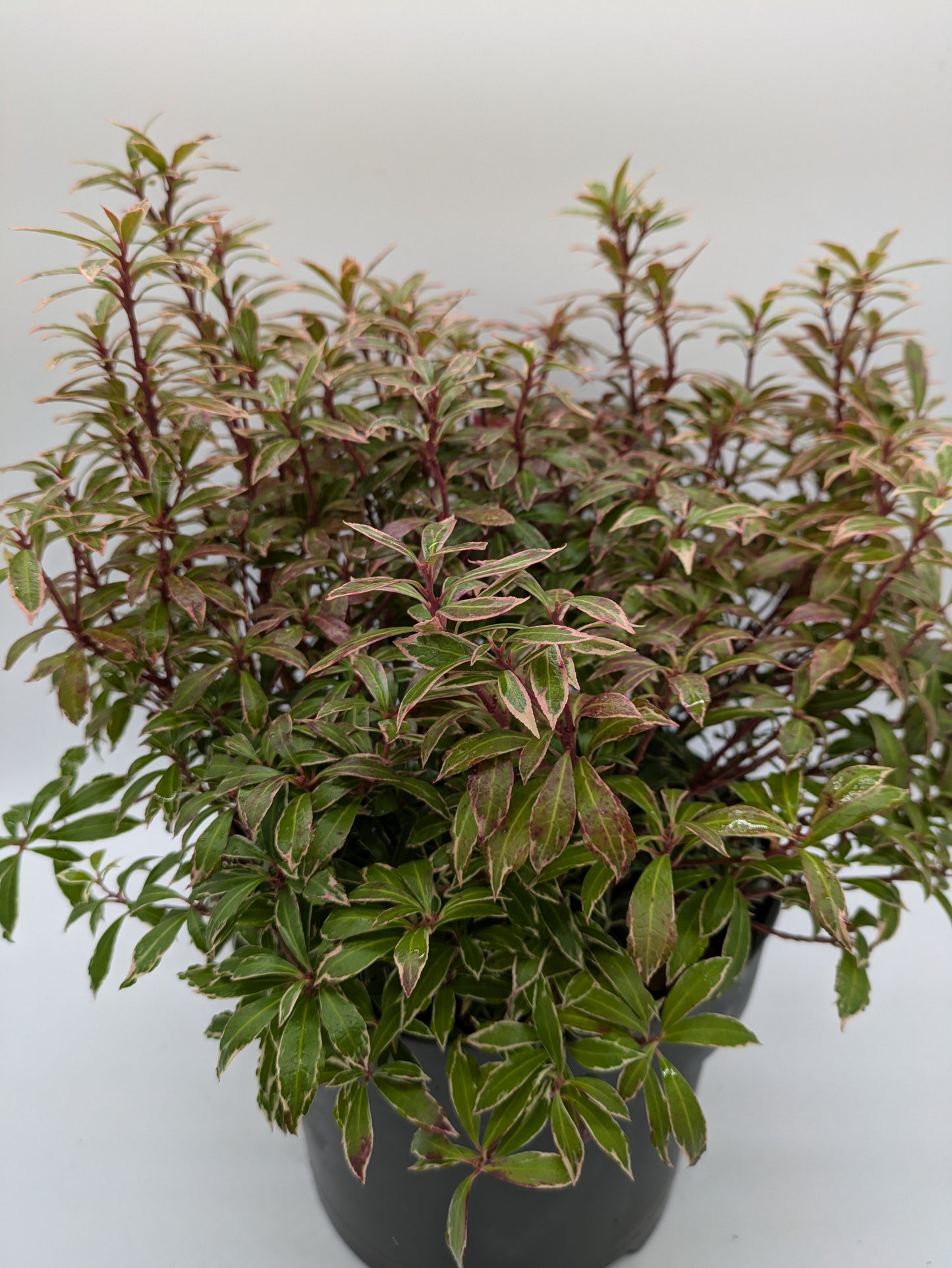 5 L XL Pieris Little Heath