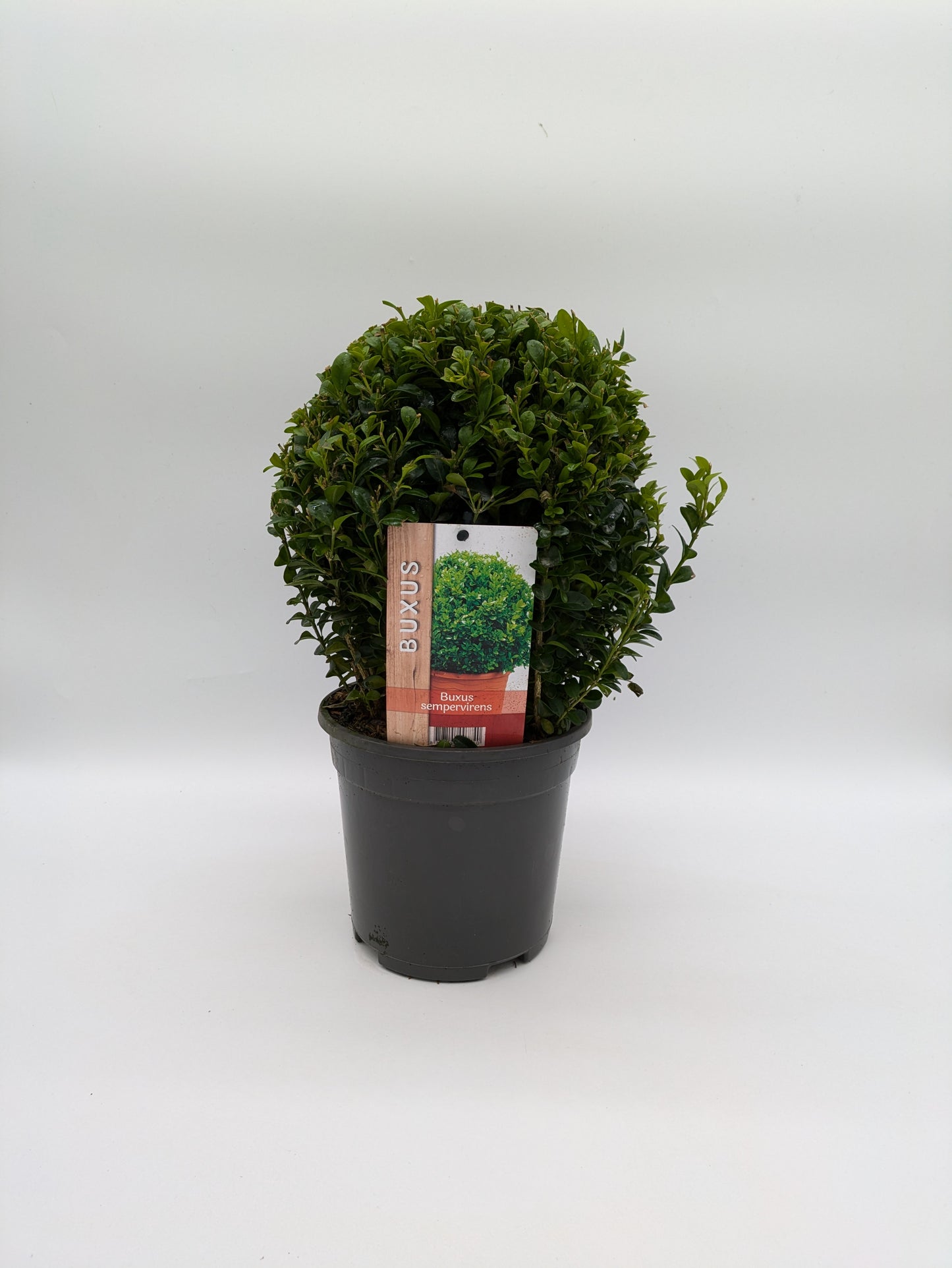 2 L Buxus Sempervirens Ball