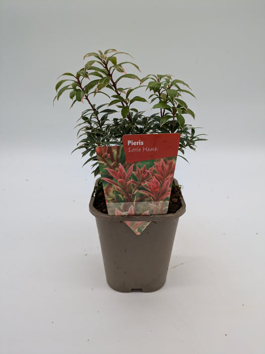 Pieris Little Heath | 11 cm Pot