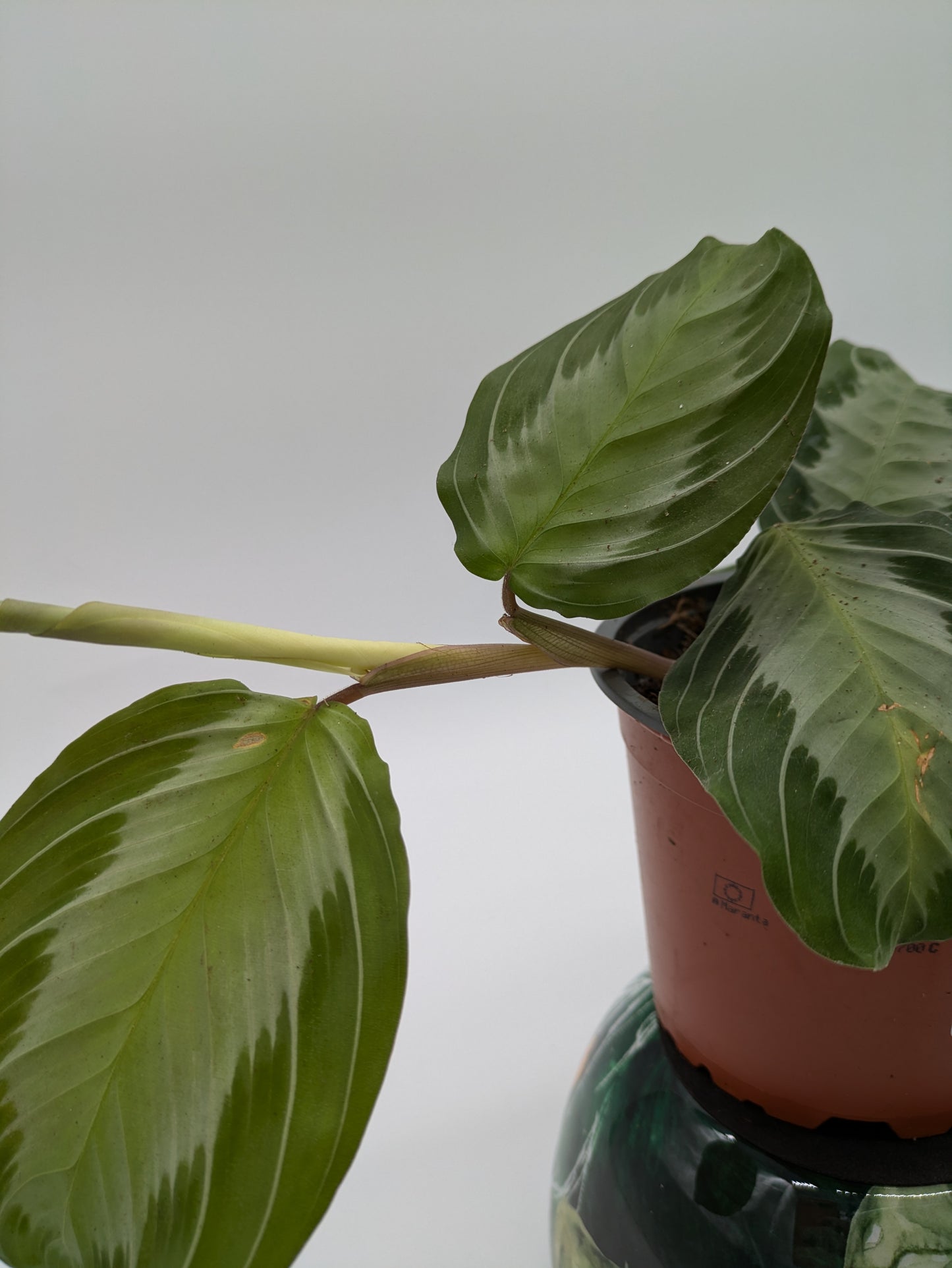 Maranta Silver Band