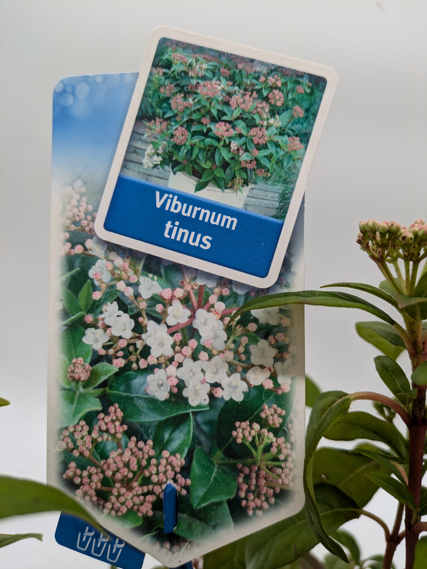 Viburnum Tinus | 2 L Pot