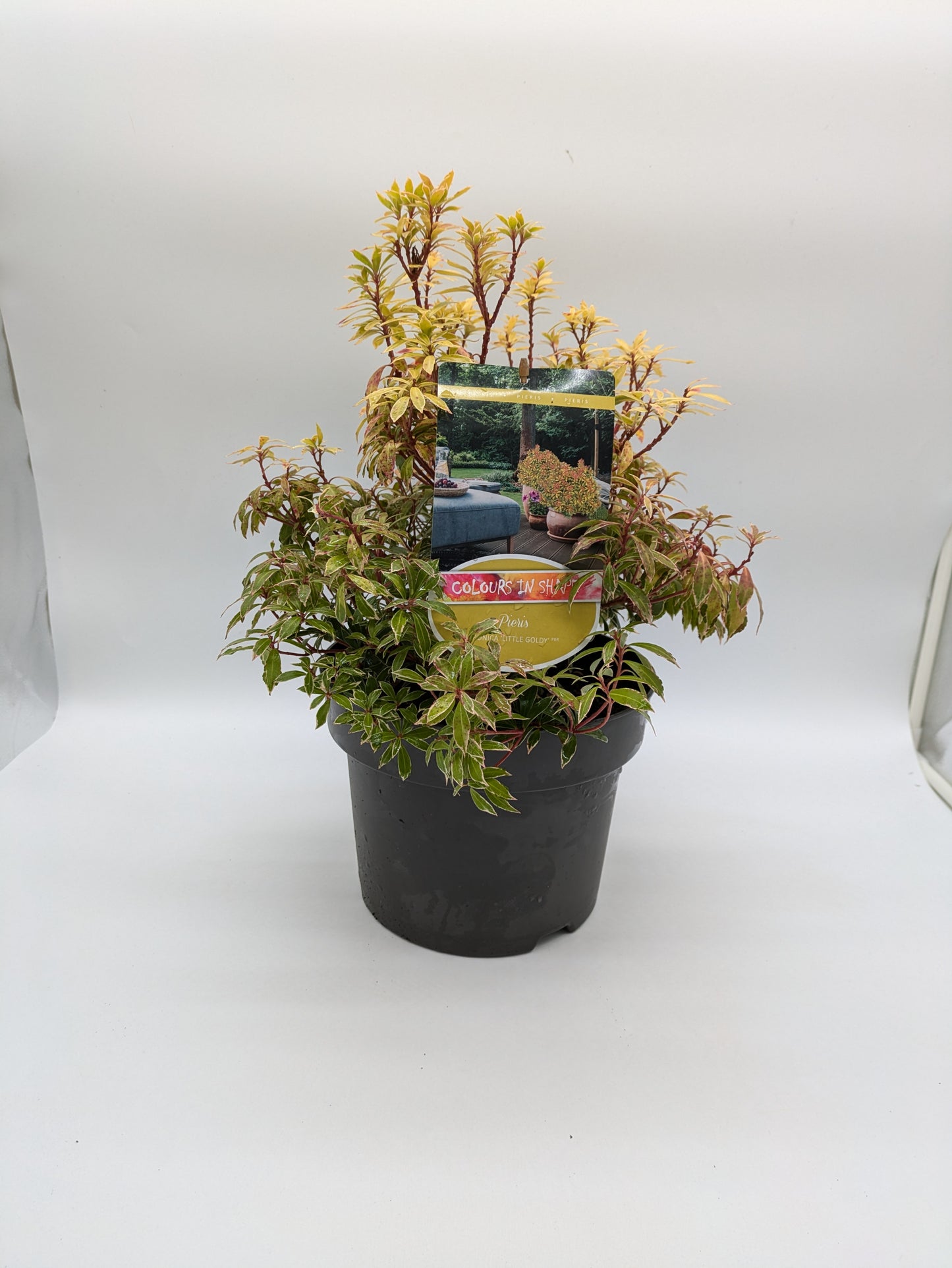 5L XL Pieris Little Goldy
