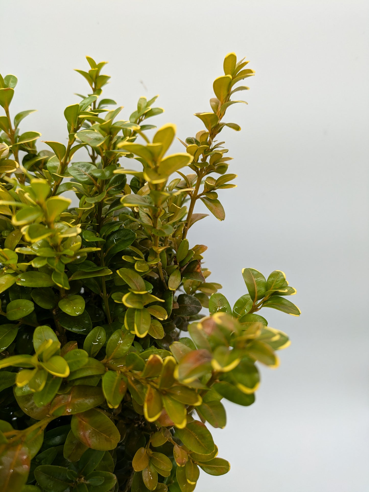 2L Buxus Sempervirens