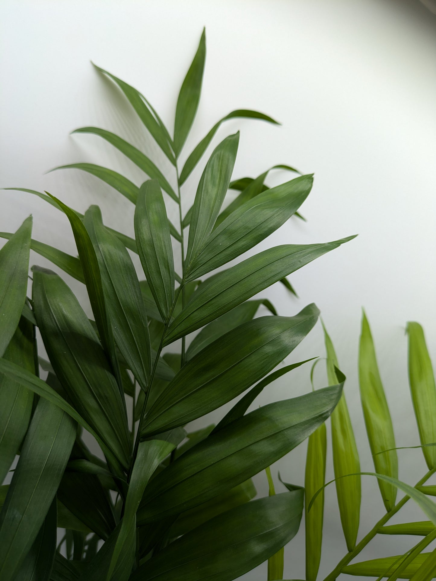 Chamaedorea Elegans | Parlour Palm