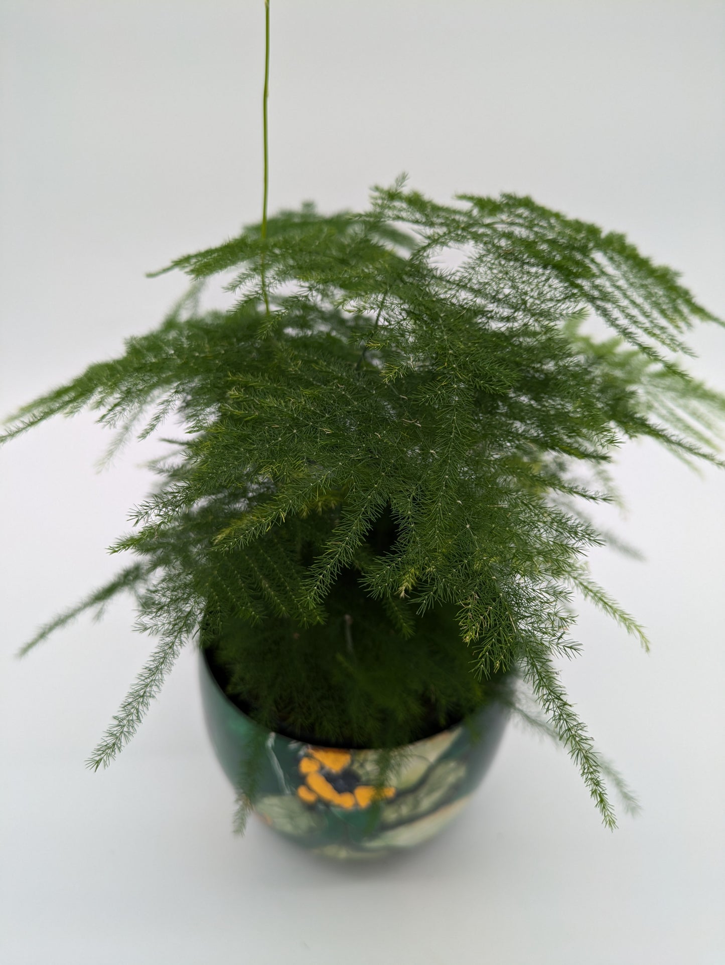 Asparagus Plumosus