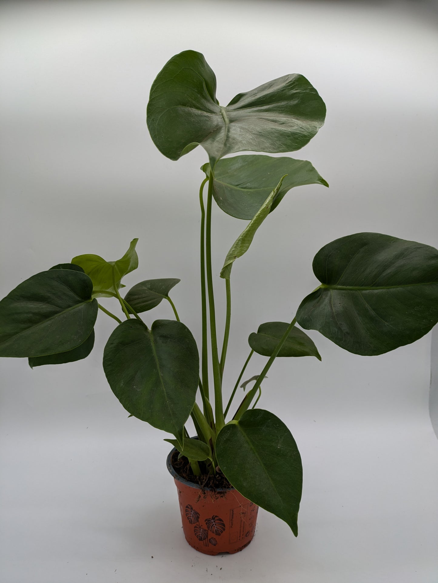 Monstera Deliciosa