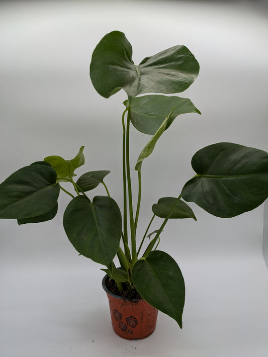 Monstera Deliciosa