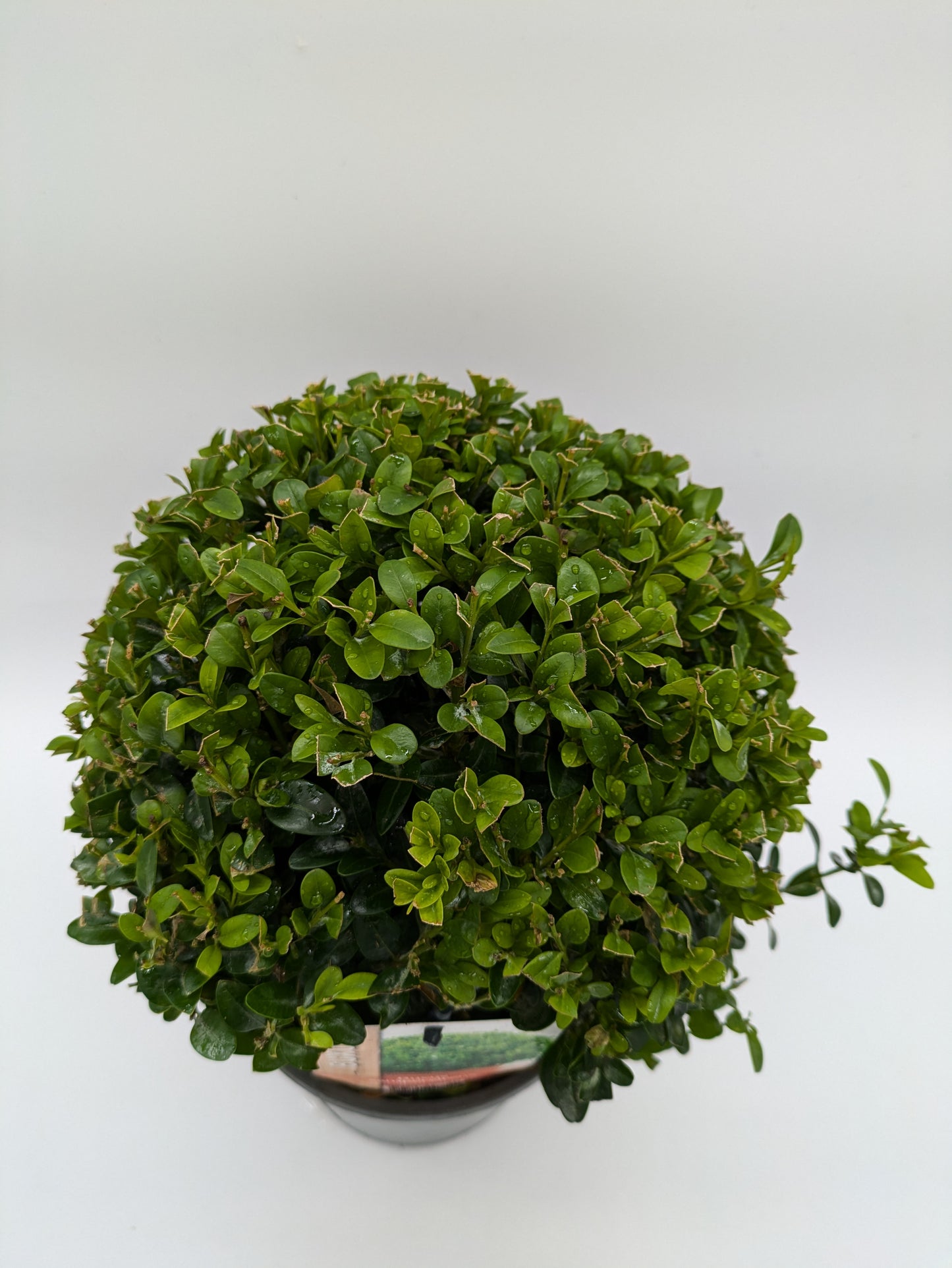2 L Buxus Sempervirens Ball