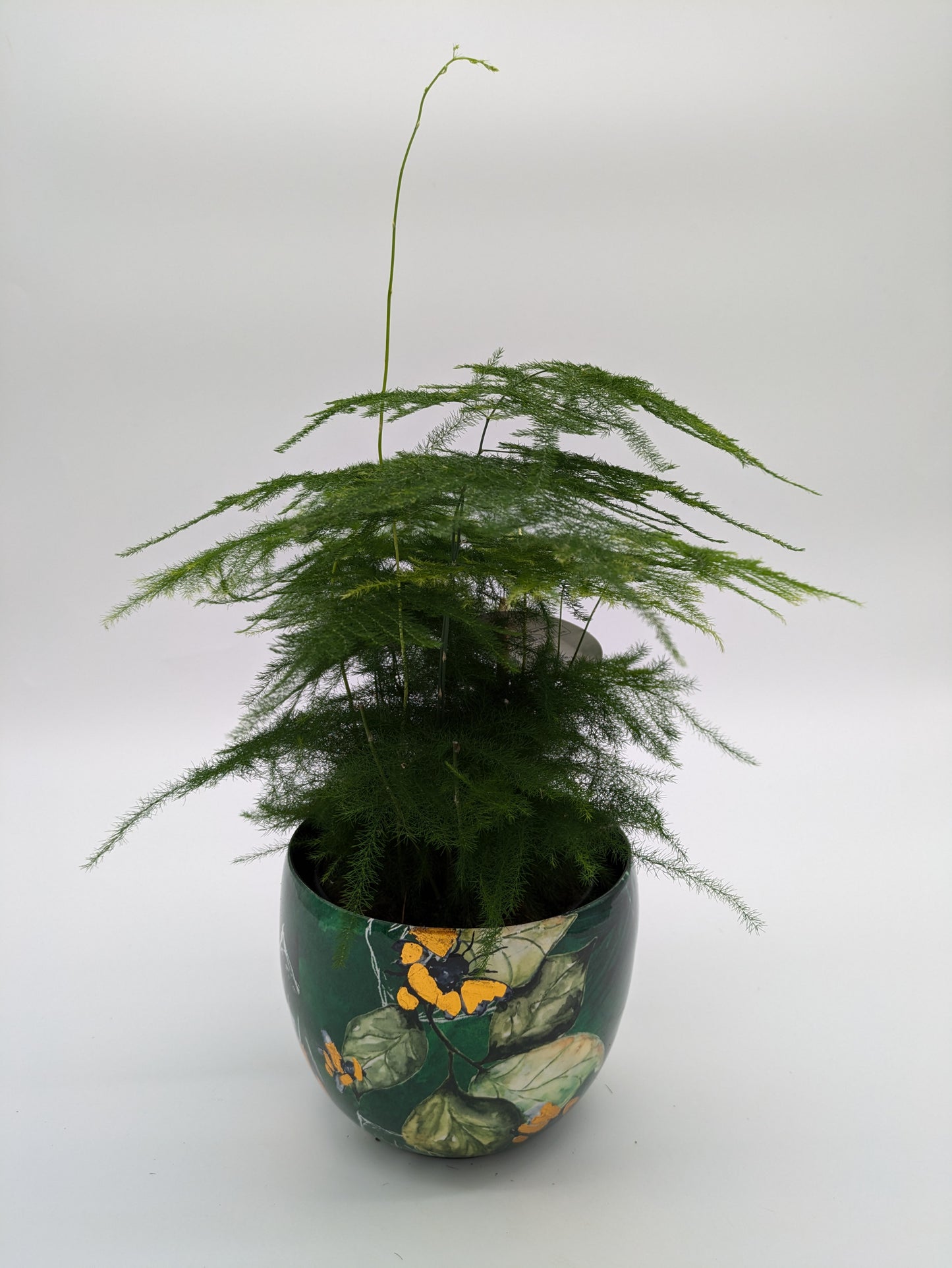 Asparagus Plumosus