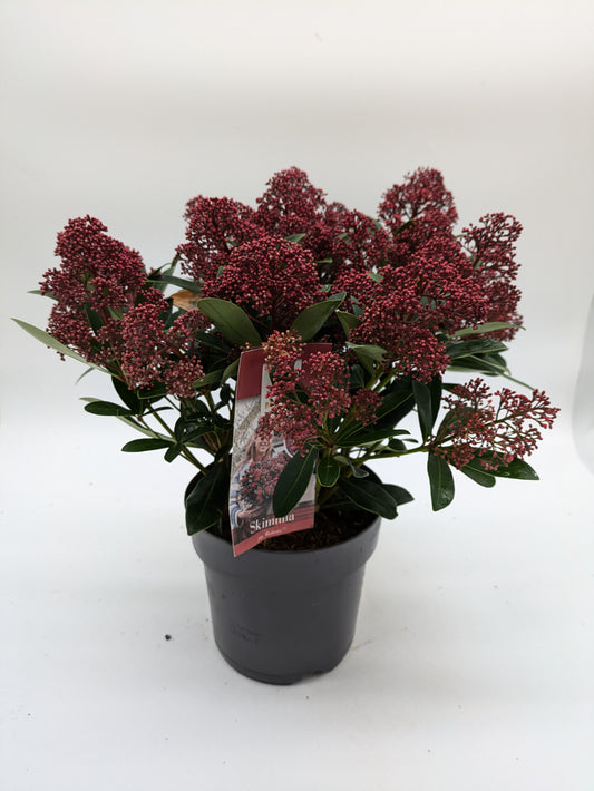 Skimmia Japonica Rubella | various Sizes