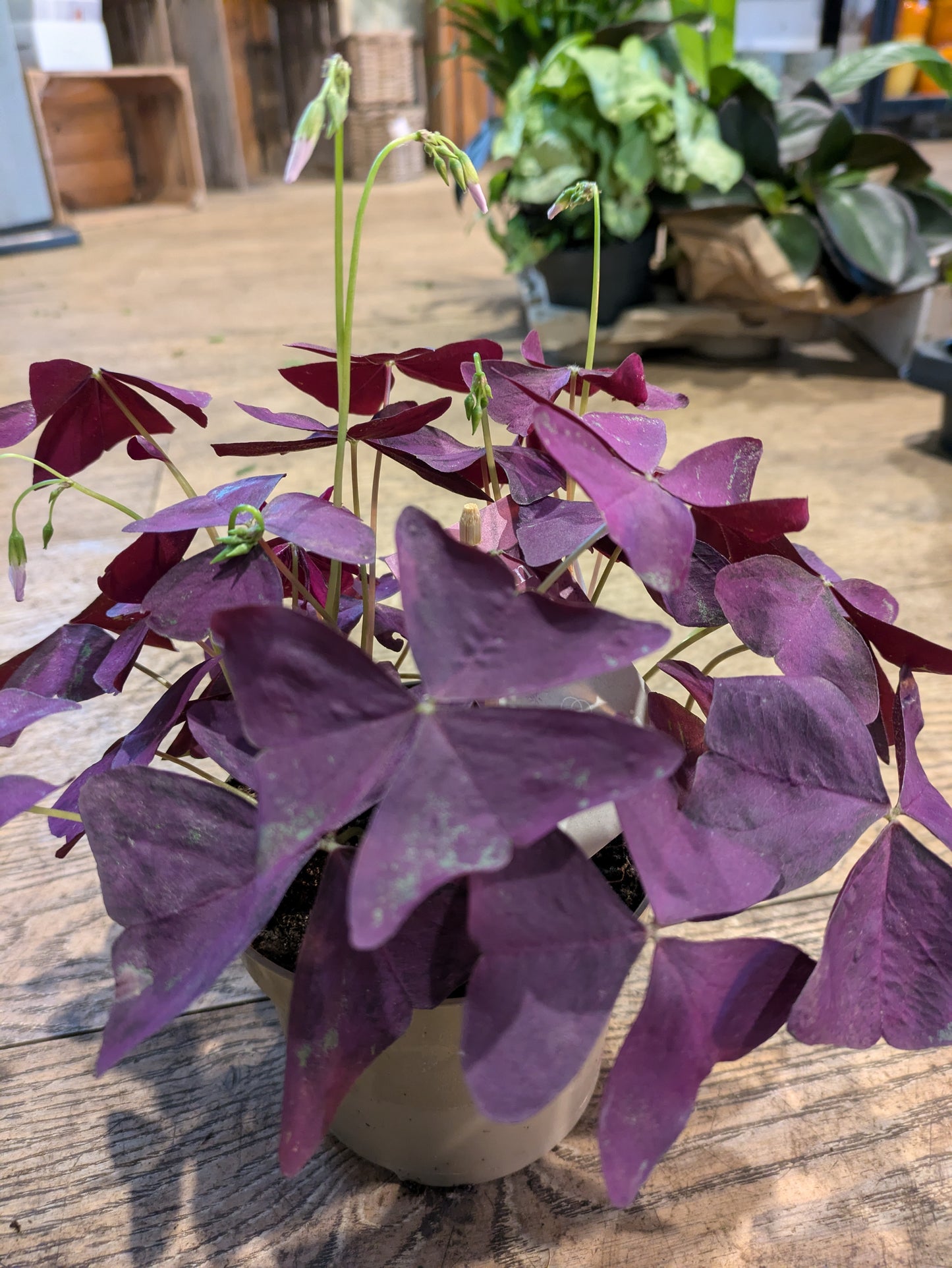 Oxalis Triangularis