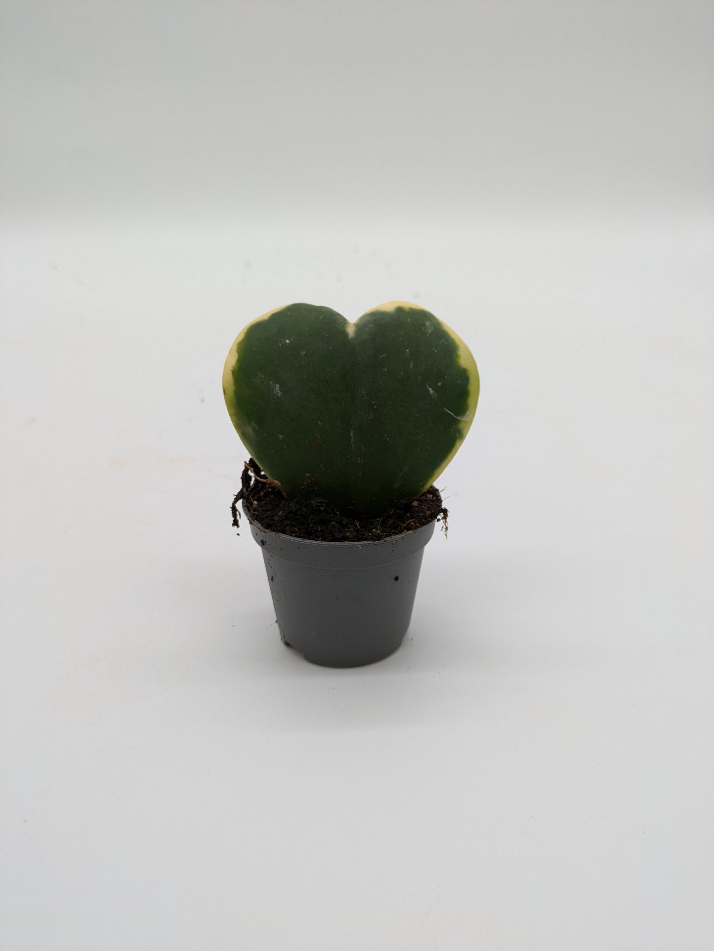 Hoya Kerrii Variety