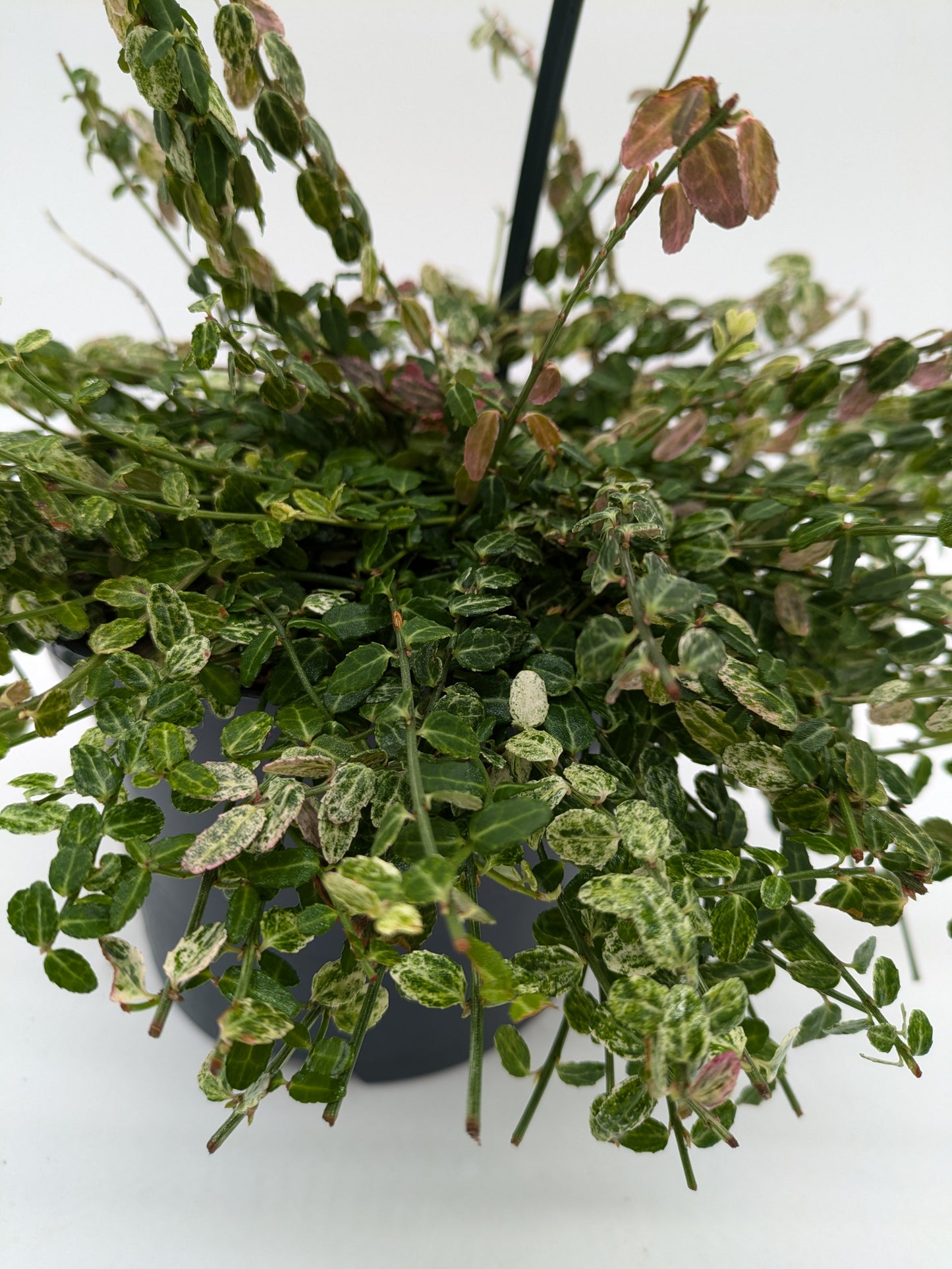 Euonymus Fort Silver Stone 2 L Pot