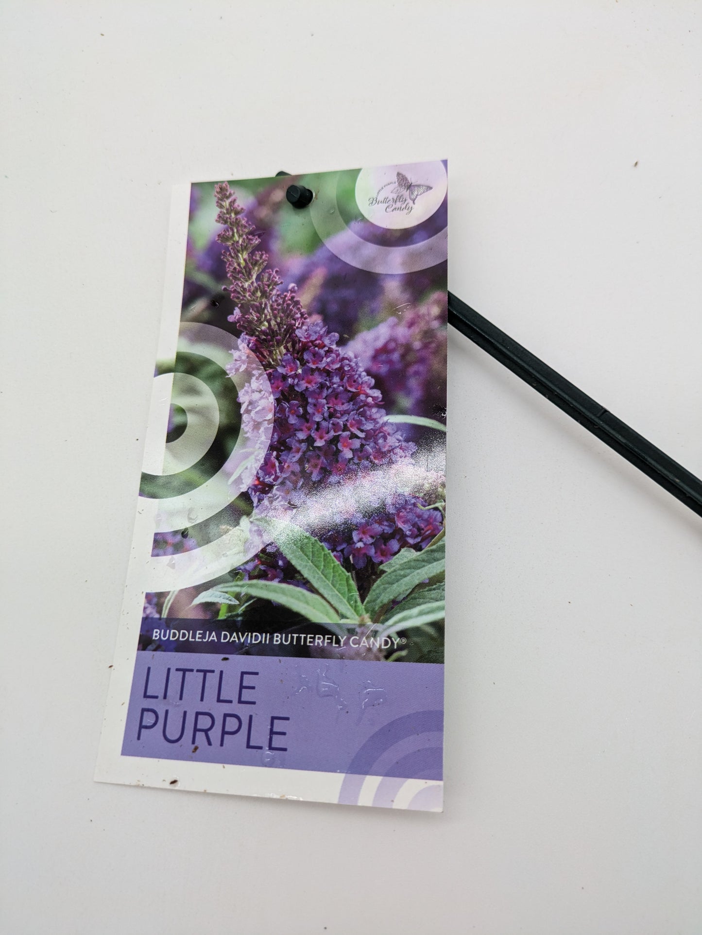 3 L Buddleia