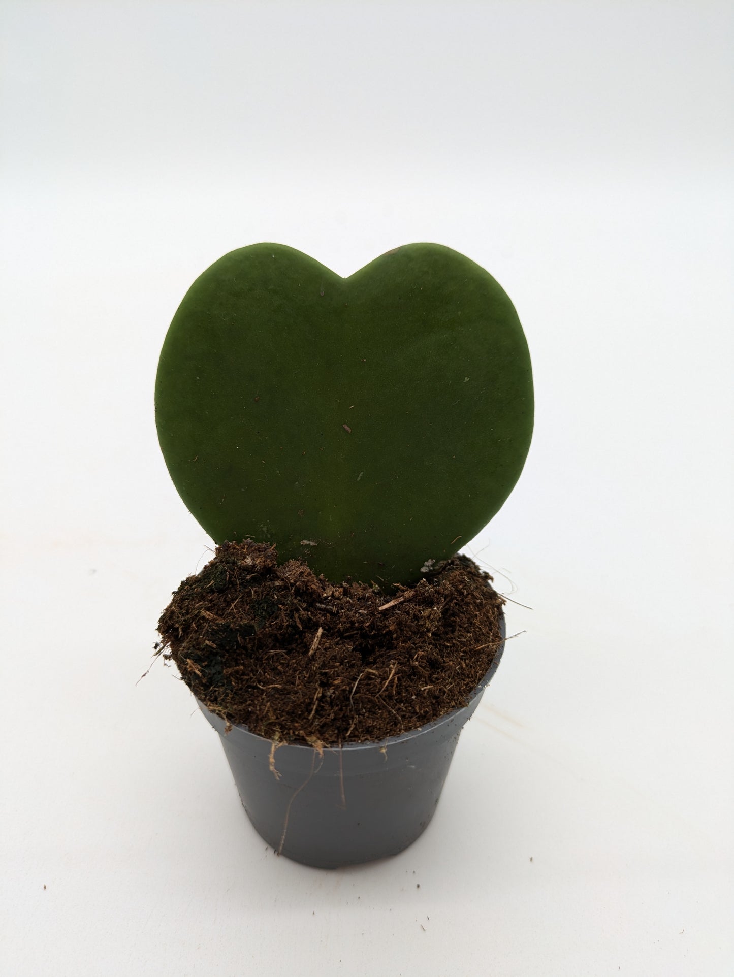 Hoya Kerrii Variety