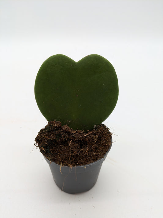 Hoya Kerrii Variety