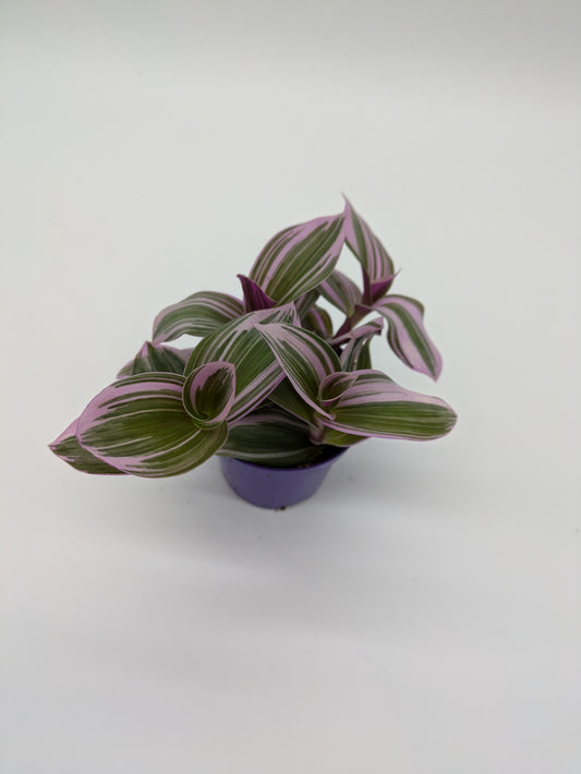 Tradescantia Nanouk