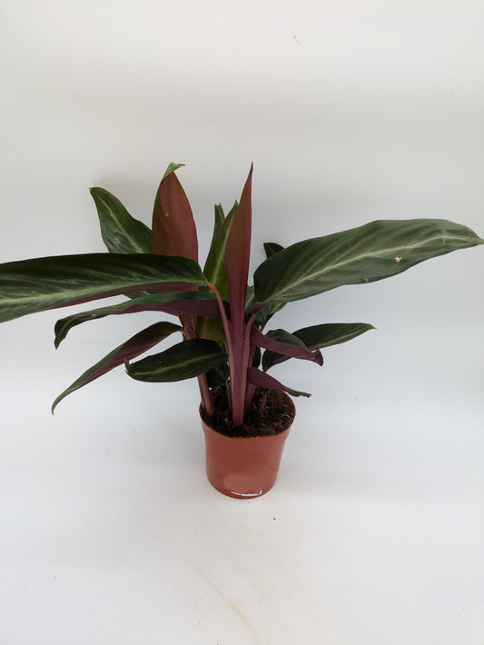 Stromanthe Sanguinea | 12 cm Pot